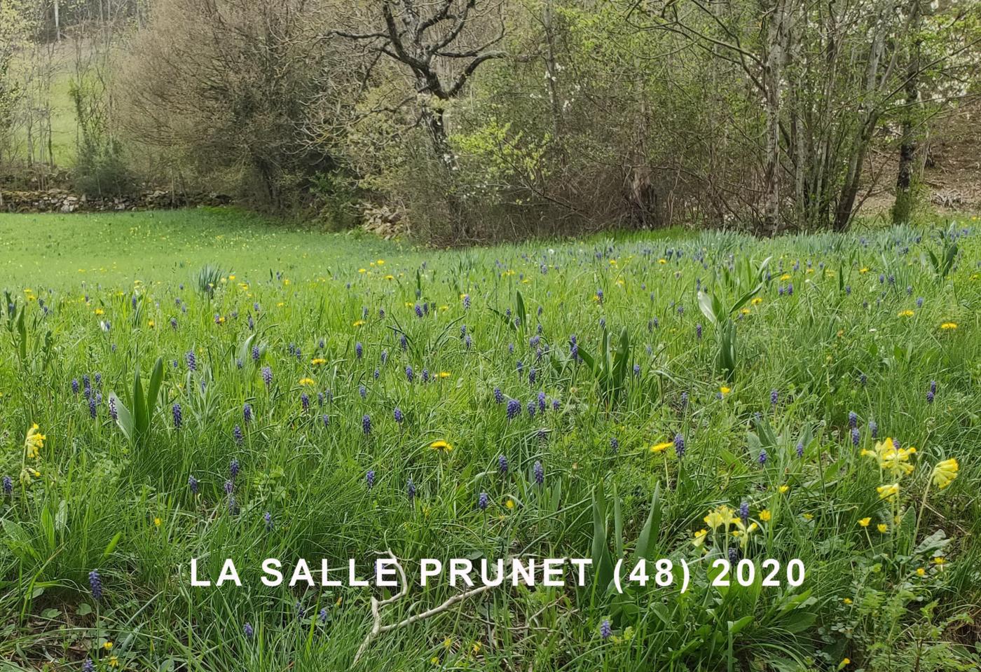 Grape hyacinth, Southern plant